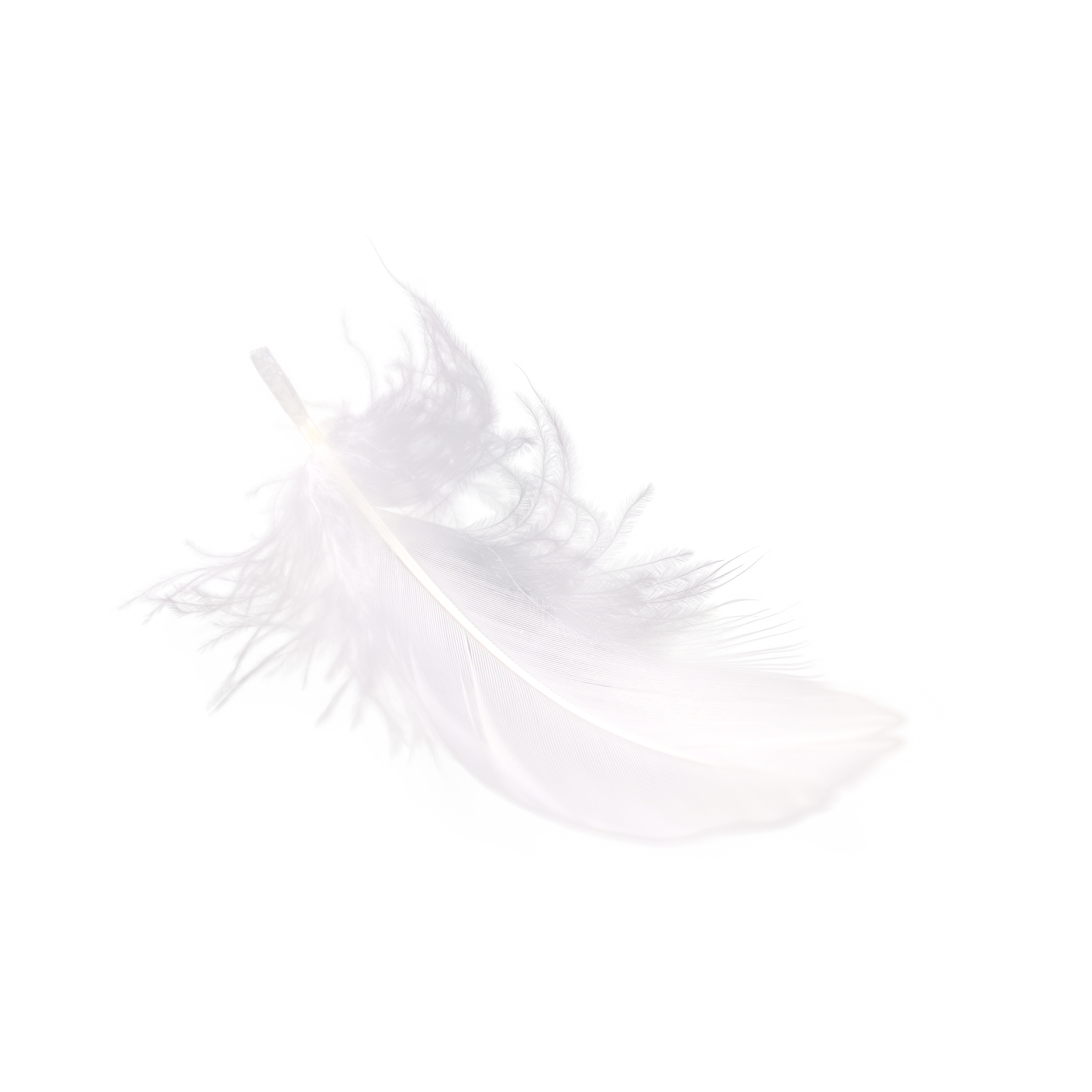 花びら